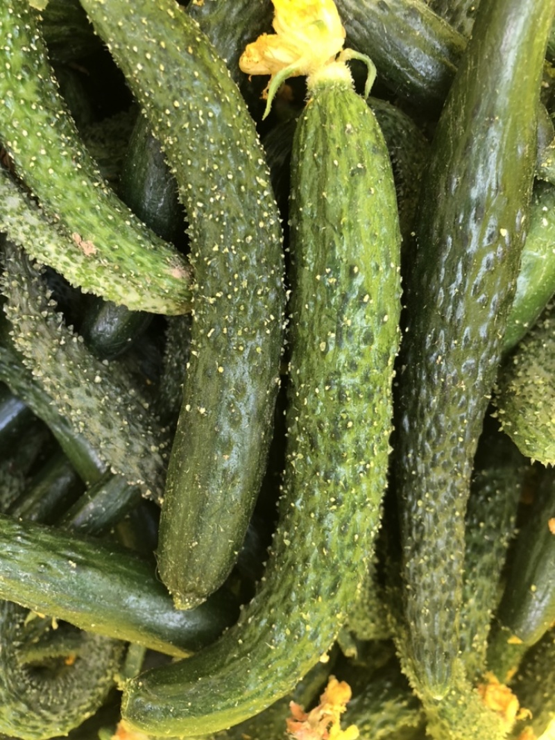 黄瓜扭，山东小黄瓜开始供应！泡菜，腌菜。