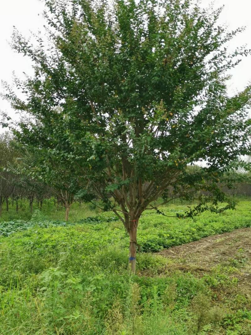 独干紫薇3-20公分大量供应规格齐全诚信经营欢迎实地考察