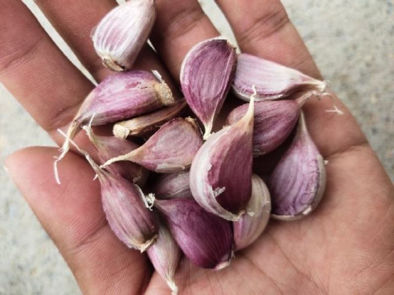 红根蒜苗种子老台蒜早熟中熟晚熟都有货产量高抗寒