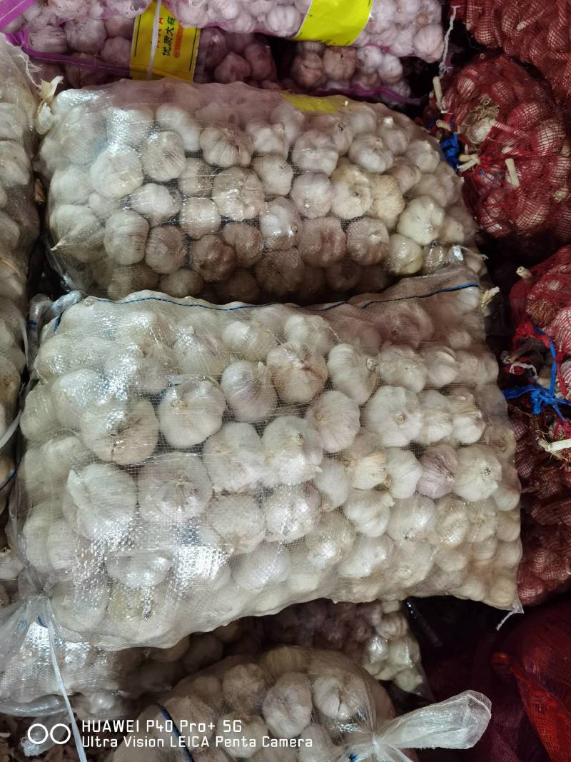 精品大蒜，产地直发，一手货源，价格优惠可视频看货代发全国
