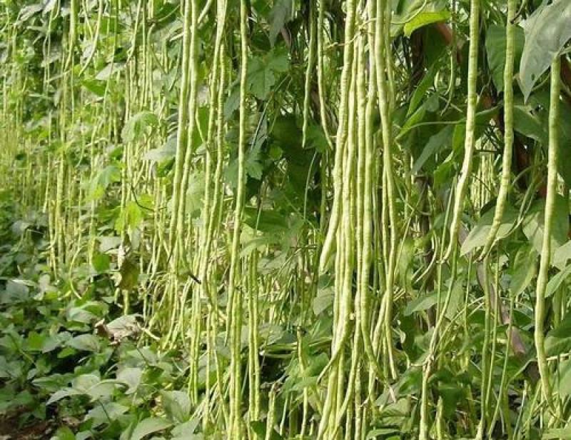 豆角大量上市地头热批中，需要的新老客户请莅临指导合作。谢