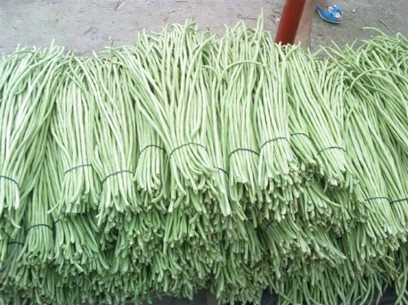 豆角大量上市地头热批中，需要的新老客户请莅临指导合作。谢