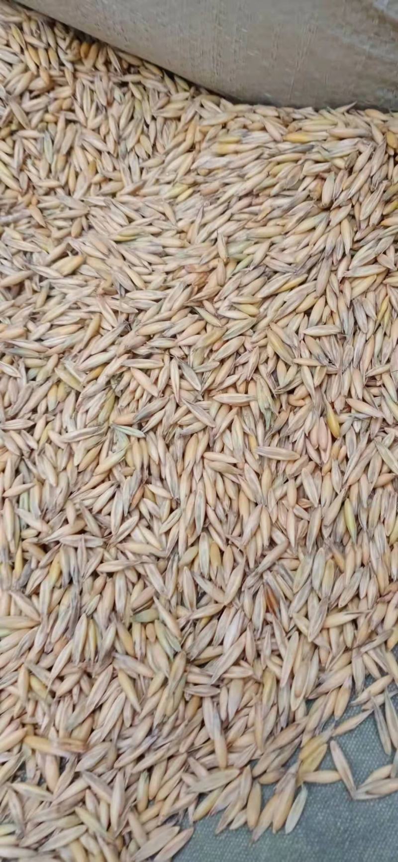 燕麦