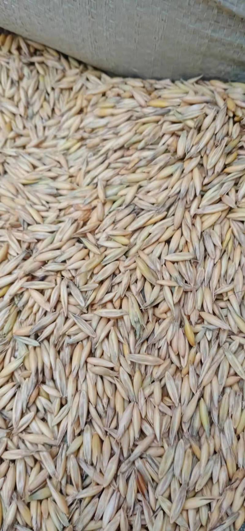 燕麦