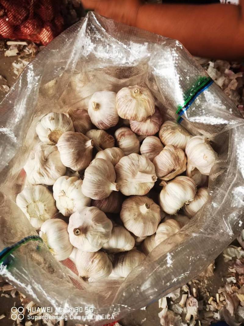 精品大蒜，产地直发，一手货源，价格优惠可视频看货代发全国