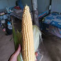 8月10水果玉米开始大量上货
