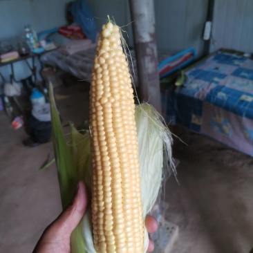 8月10水果玉米开始大量上货