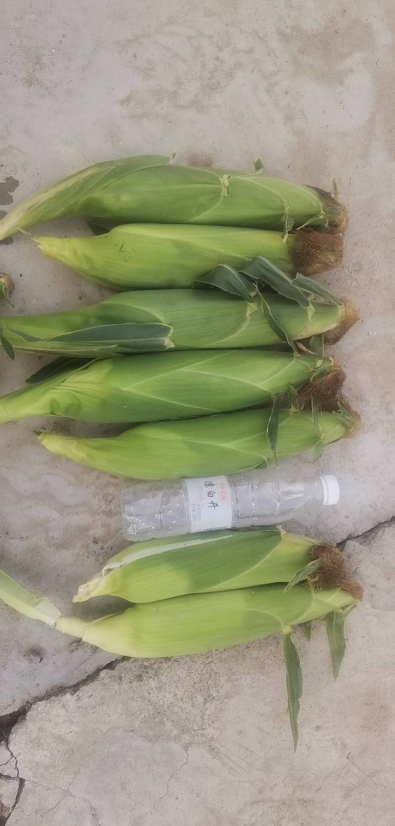 8月10水果玉米开始大量上货