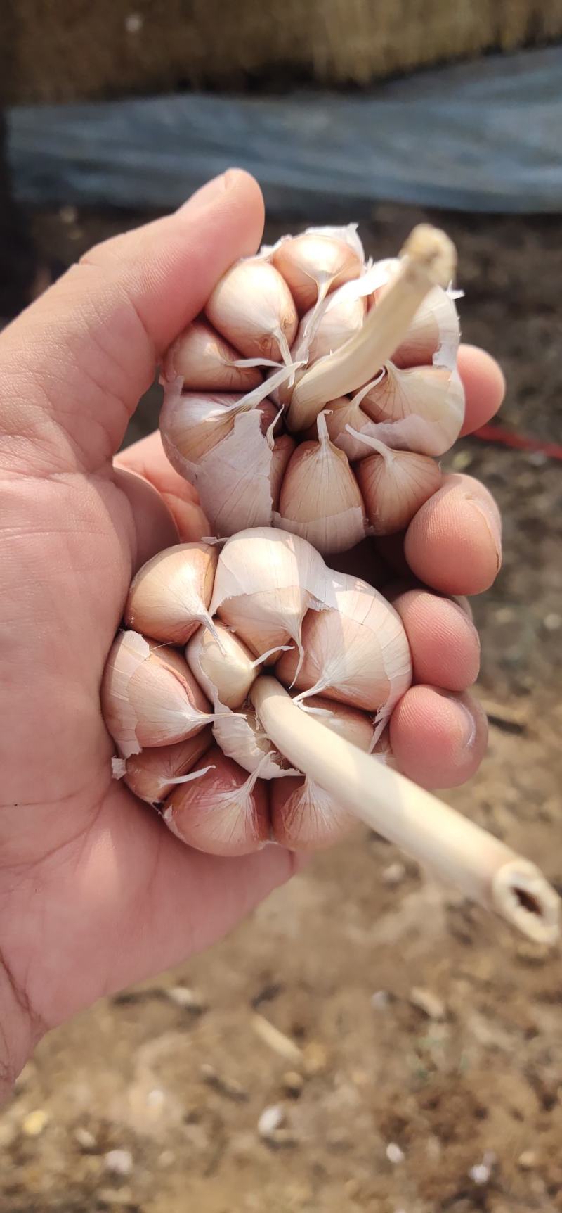 大名蒜种，基地直供，一手货源充足，量大从优