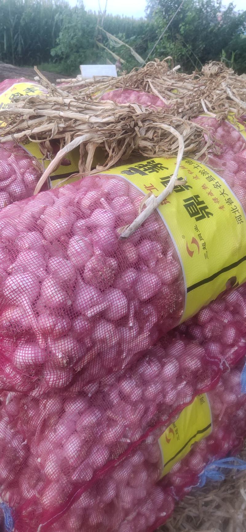 大名蒜种，基地直供，一手货源充足，量大从优