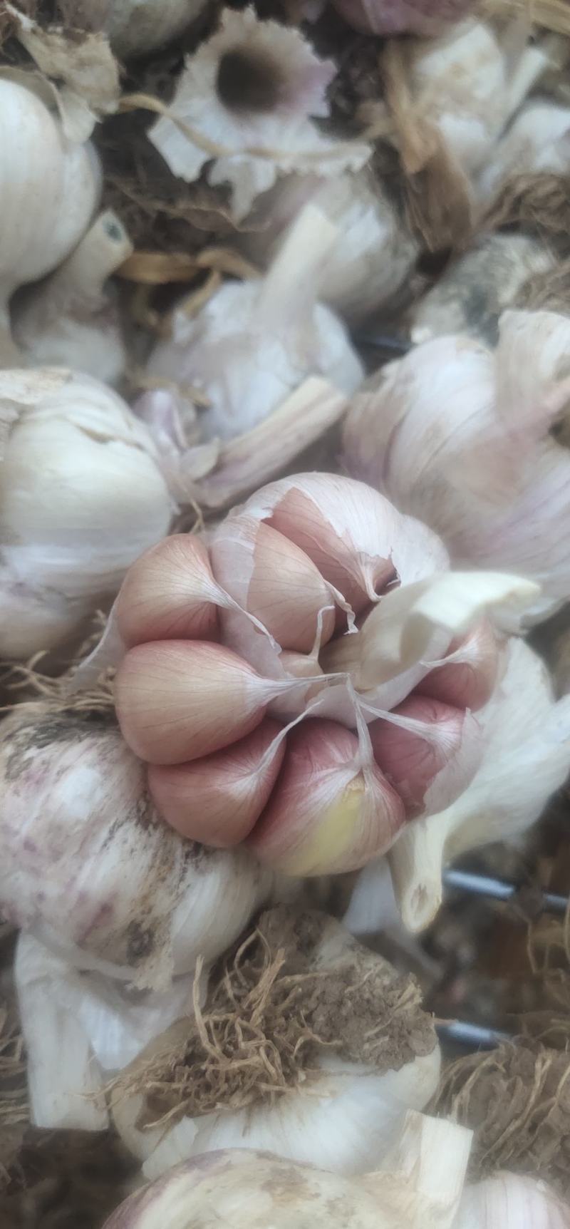 大名蒜种，基地直供，一手货源充足，量大从优
