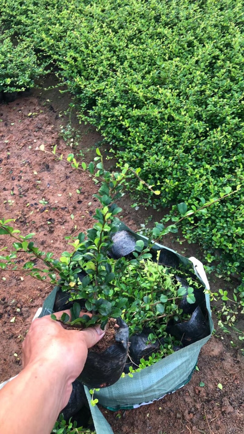7斤袋福建茶