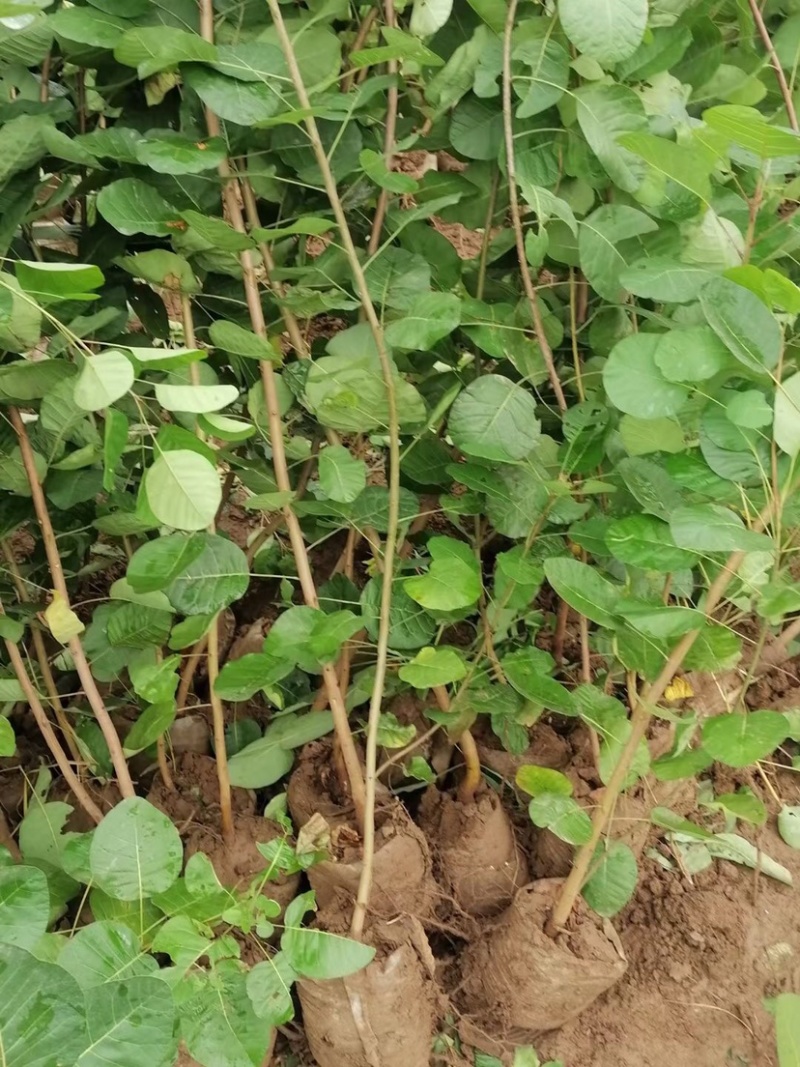 黄栌，黄栌杯苗，8万库存，苗子质量好，手续齐全