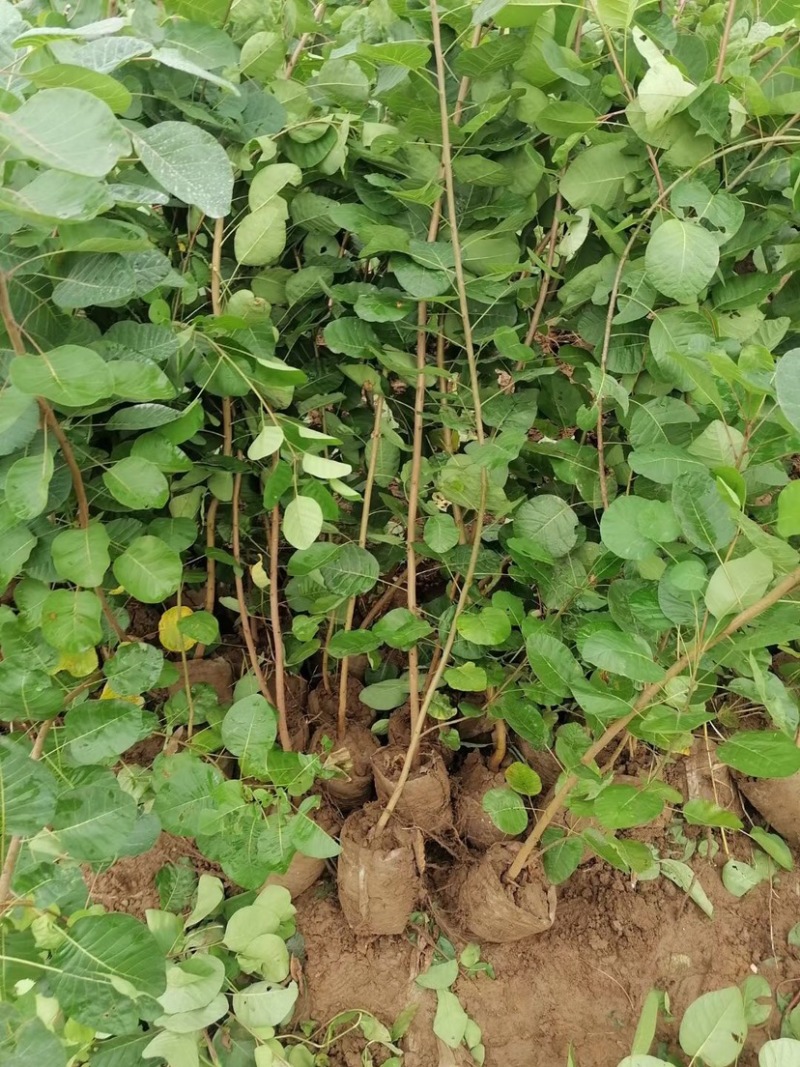 黄栌，黄栌杯苗，8万库存，苗子质量好，手续齐全