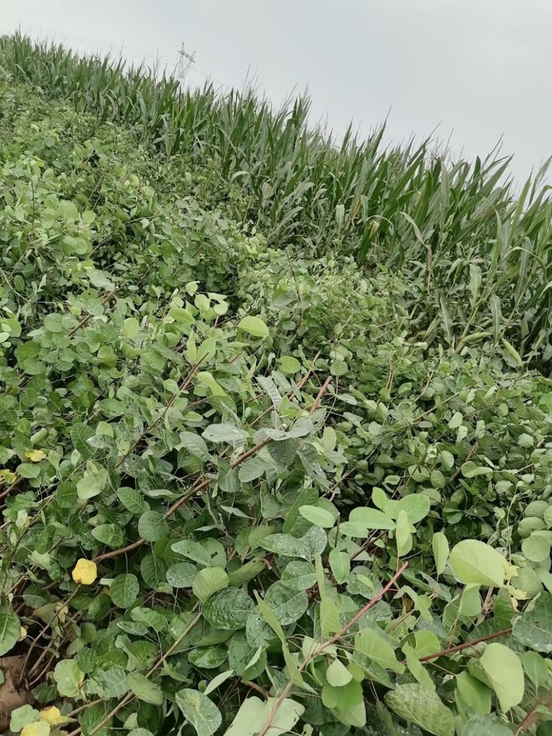 黄栌，黄栌杯苗，8万库存，苗子质量好，手续齐全