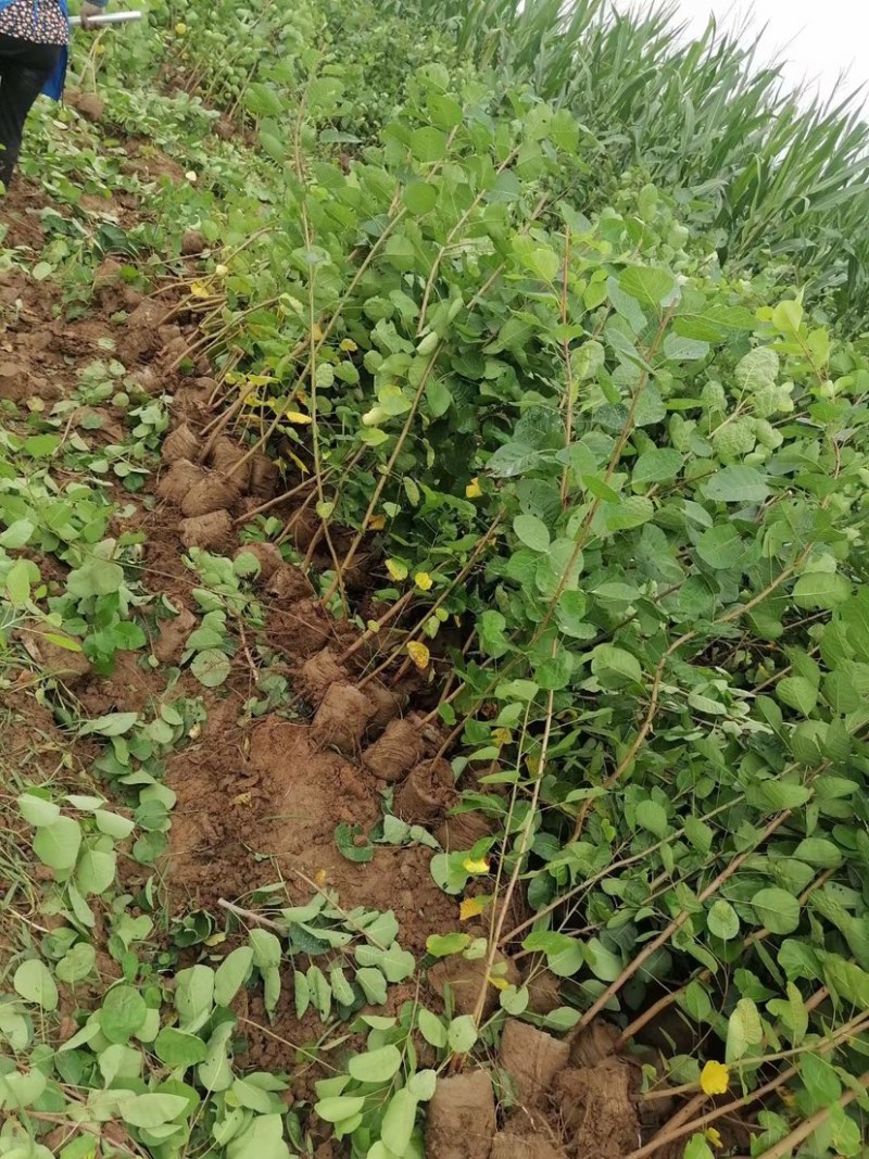黄栌，黄栌杯苗，8万库存，苗子质量好，手续齐全