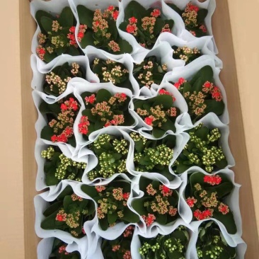 长寿花基地直供大量有货，欢迎选购价格实惠颜色多批发
