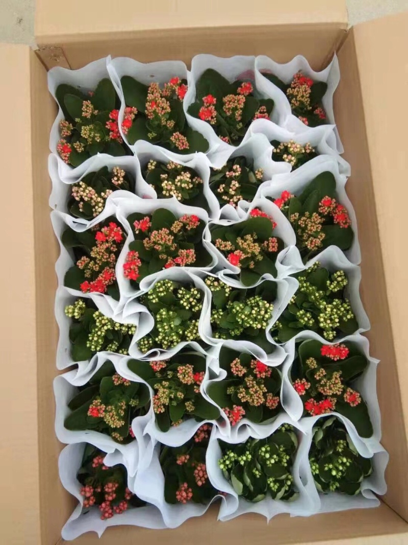长寿花基地直供大量有货，欢迎选购价格实惠颜色多批发