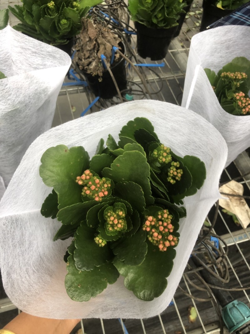 长寿花基地直供大量有货，欢迎选购价格实惠颜色多批发