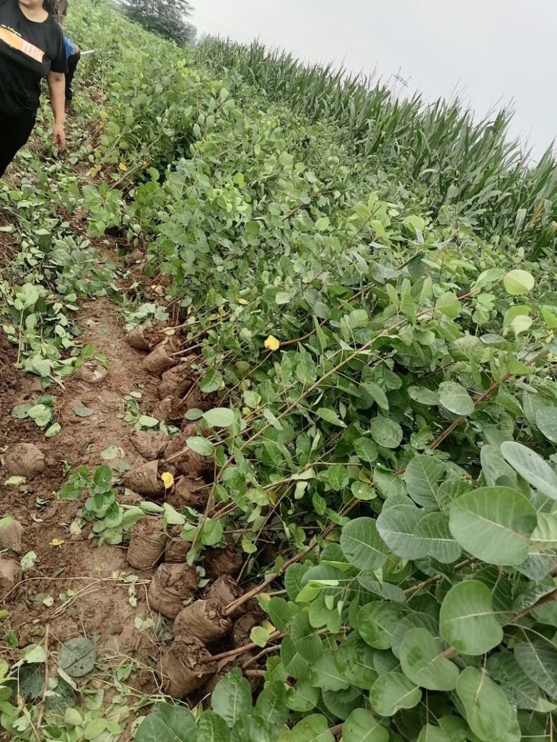 黄栌杯苗，黄栌，黄栌苗，米苗，山坡绿化，杯苗