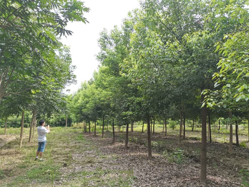 10-40公分香樟树四季常青夏季的驱蚊能手现挖