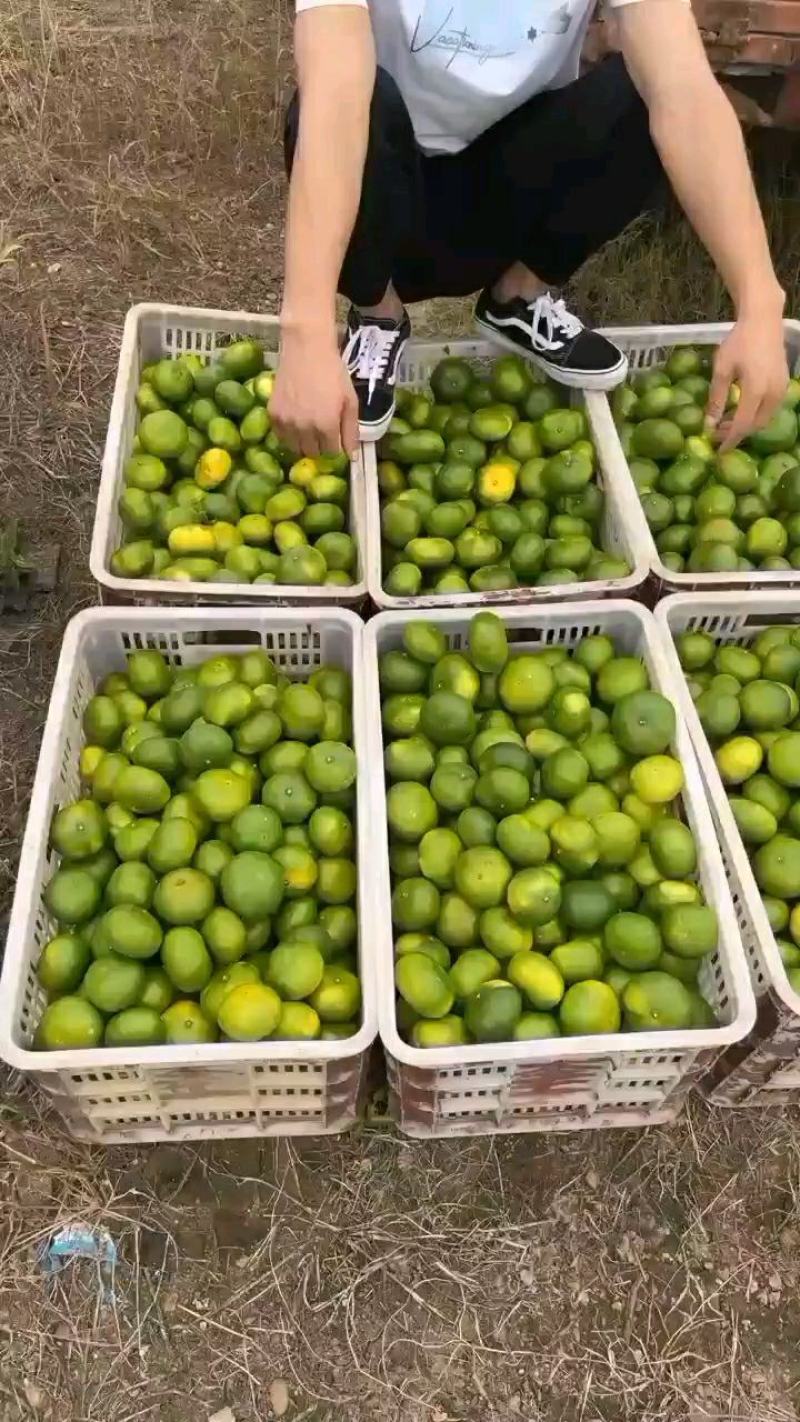 【特早蜜橘】皮薄汁多无核化渣产地供应货源充足对接全国