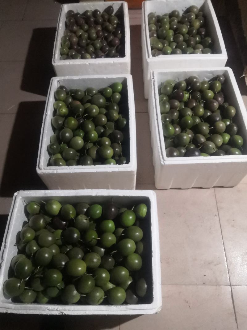 紫香百香果