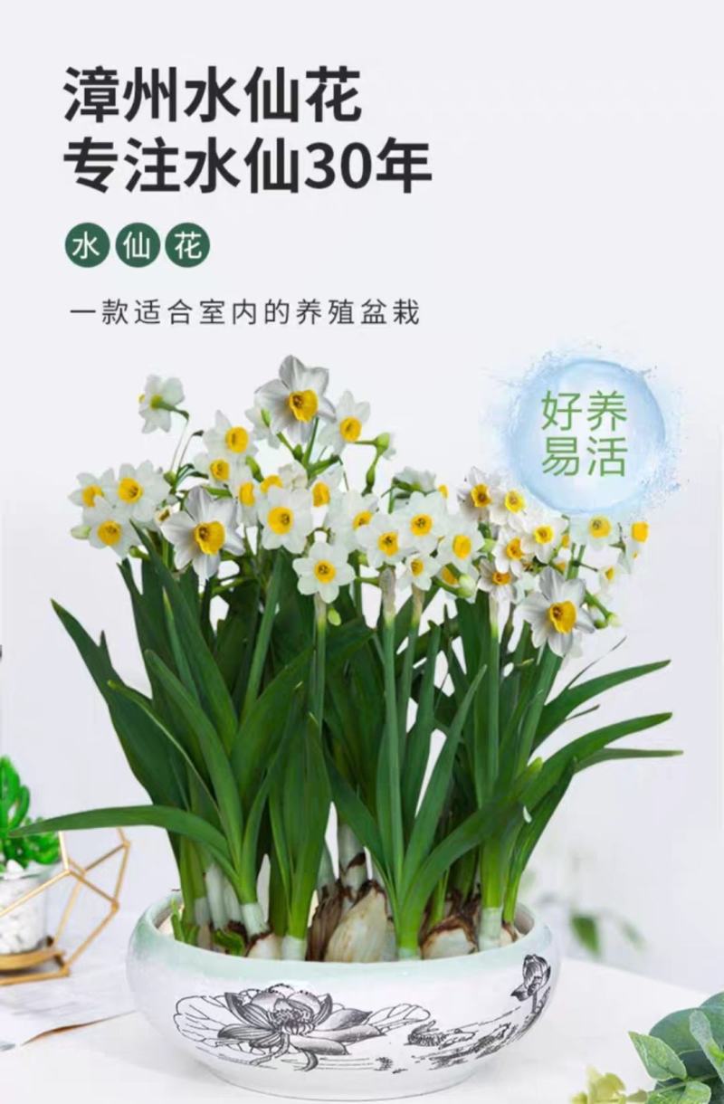 30庄漳州水仙花种球水培室内四季水养花卉盆栽植