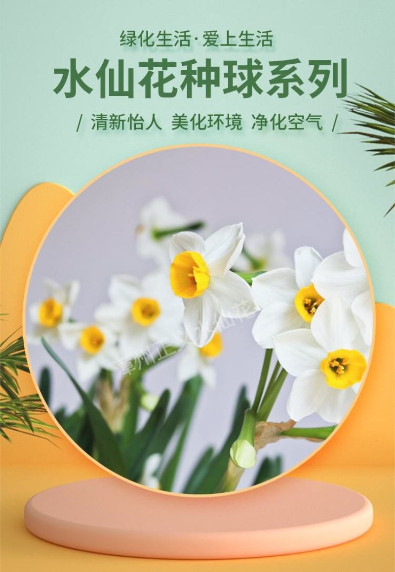 水仙花种球20庄单个价盆栽周长20-22厘米