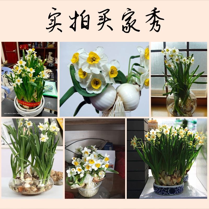 水仙花种球20庄单个价盆栽周长20-22厘米