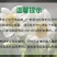 水仙花种球20庄单个价盆栽周长20-22厘米