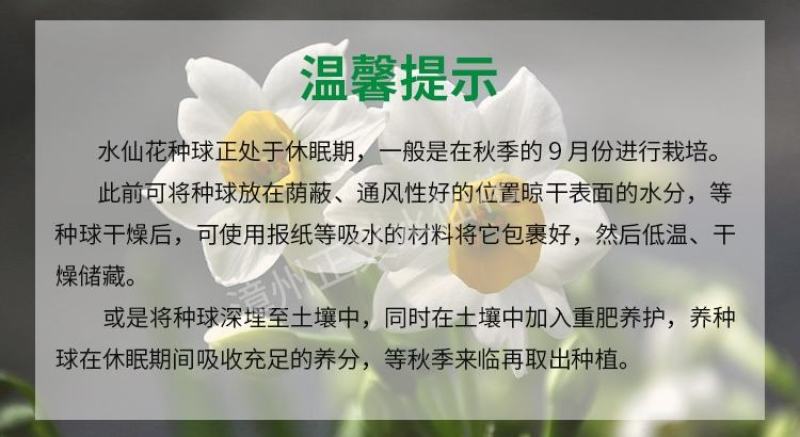 水仙花种球20庄单个价盆栽周长20-22厘米
