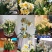 30庄水仙花盆栽阳台花卉凌波仙子秋冬开花水培绿植种球