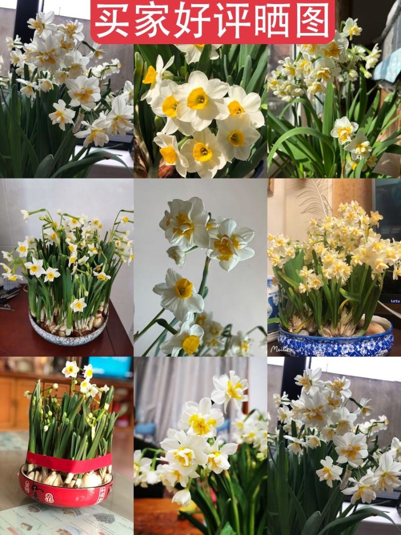 30庄水仙花盆栽阳台花卉凌波仙子秋冬开花水培绿植种球
