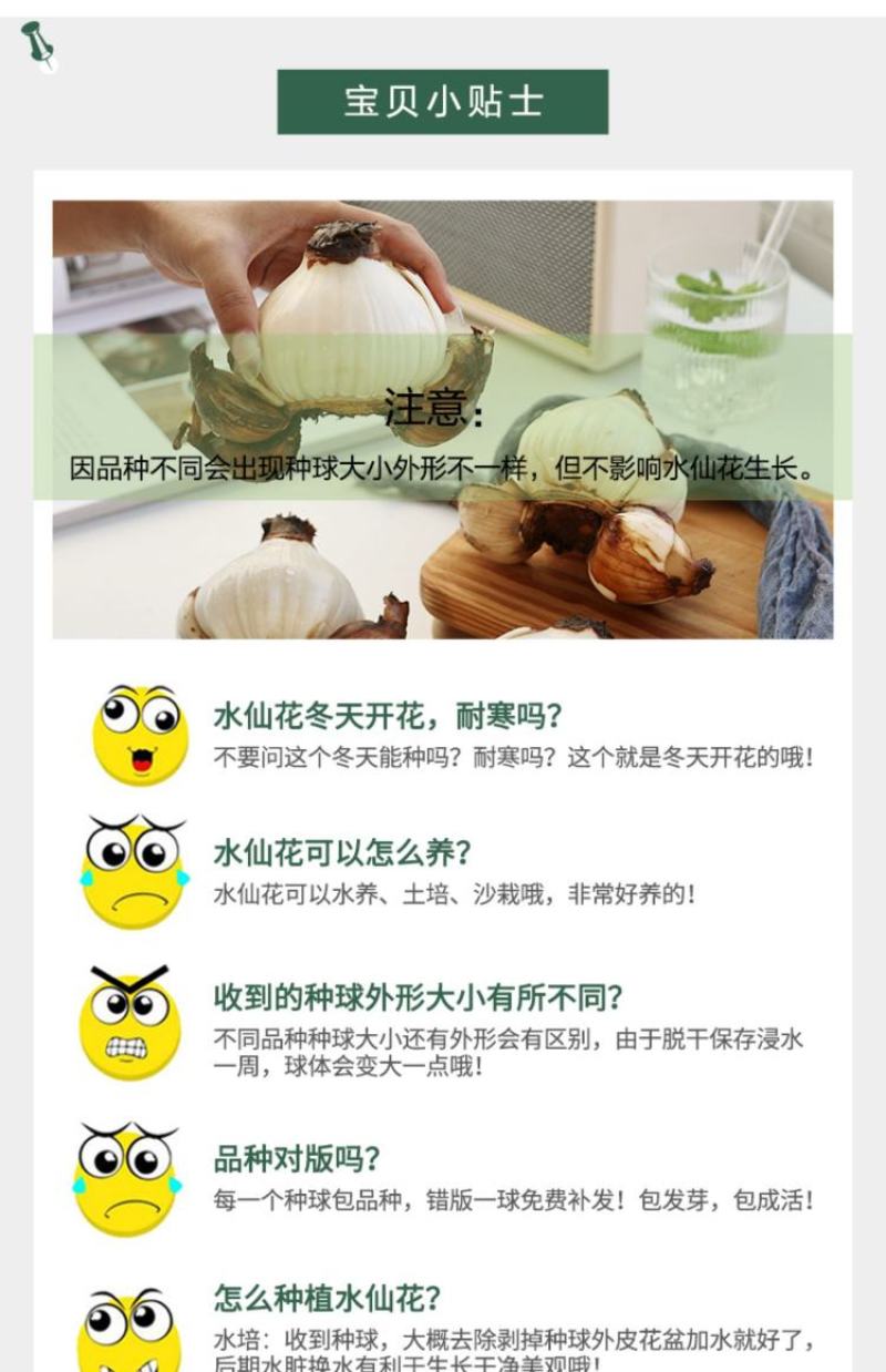 30庄水仙花盆栽阳台花卉凌波仙子秋冬开花水培绿植种球