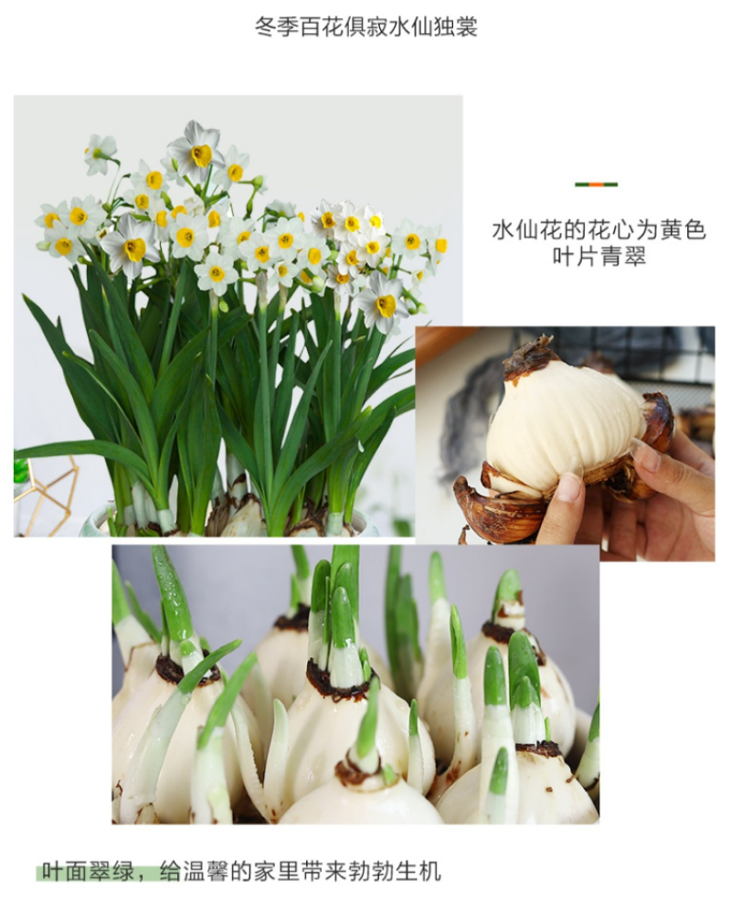 30庄水仙花盆栽阳台花卉凌波仙子秋冬开花水培绿植种球