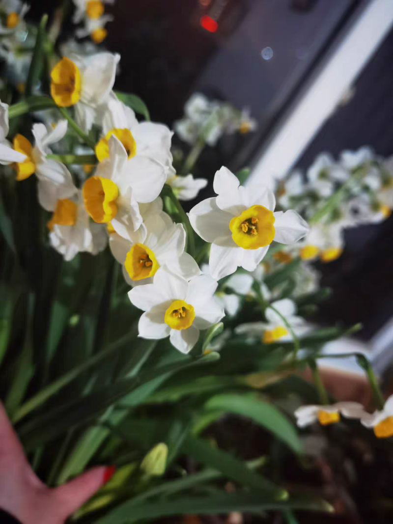 正宗漳州水仙花种球水培花卉水养大盆栽植物冬季花卉40庄