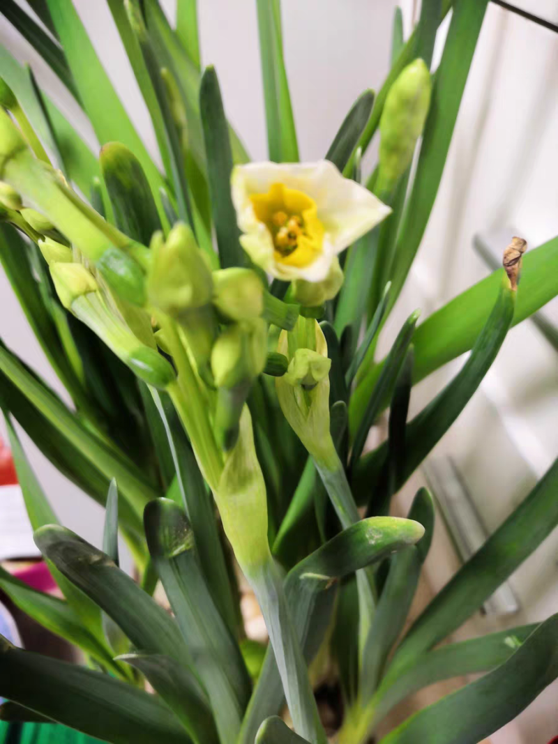 正宗漳州水仙花种球水培花卉水养大盆栽植物冬季花卉40庄
