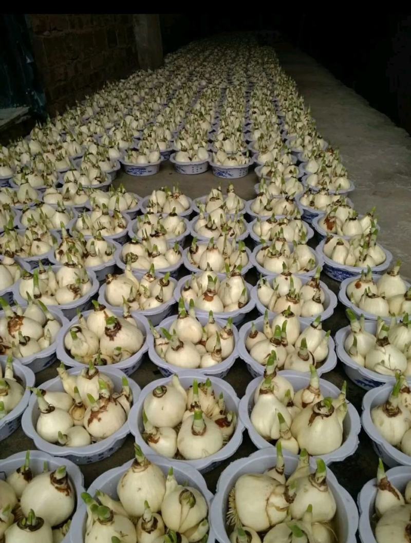 正宗漳州水仙花种球水培花卉水养大盆栽植物冬季花卉40庄