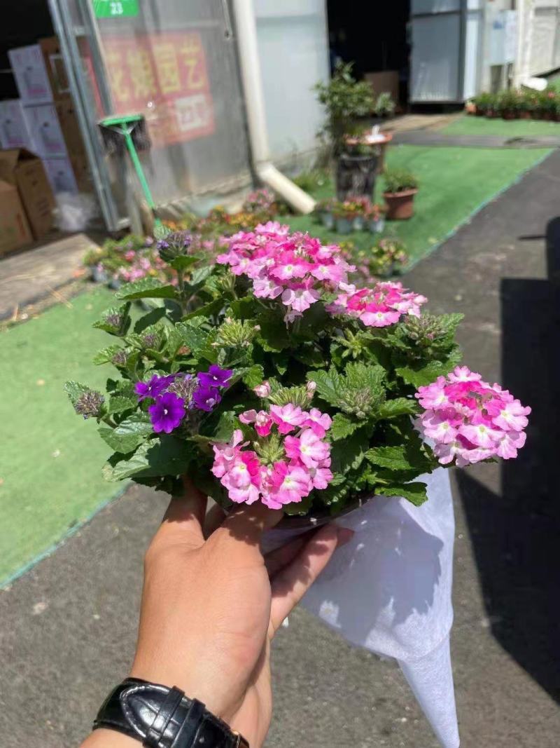 140#混色美女樱盆花混装每一盆都是靓货下单询