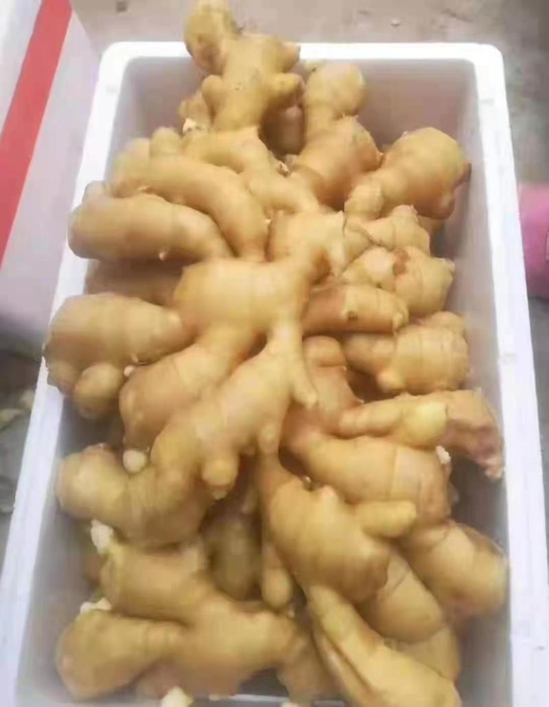 生姜大黄姜自家姜厂**《电商姜市场姜商超》坏姜包赔
