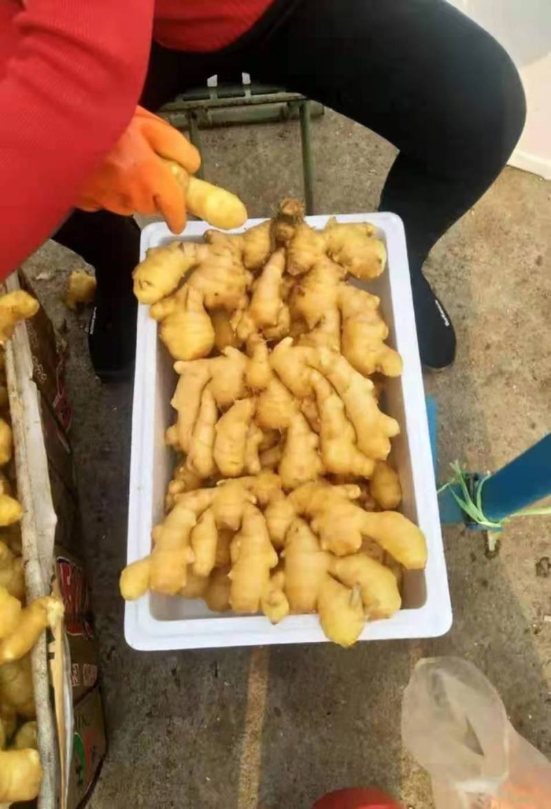 生姜大黄姜自家姜厂**《电商姜市场姜商超》坏姜包赔