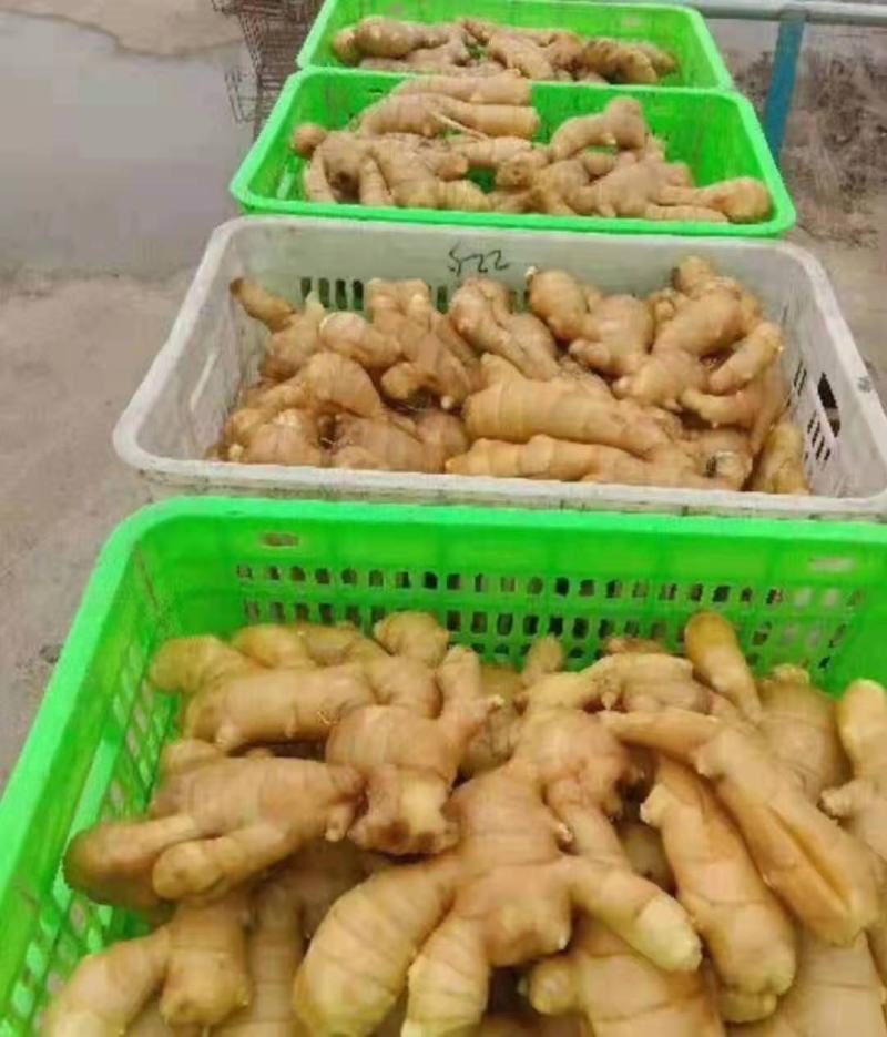 生姜大黄姜自家姜厂**《电商姜市场姜商超》坏姜包赔