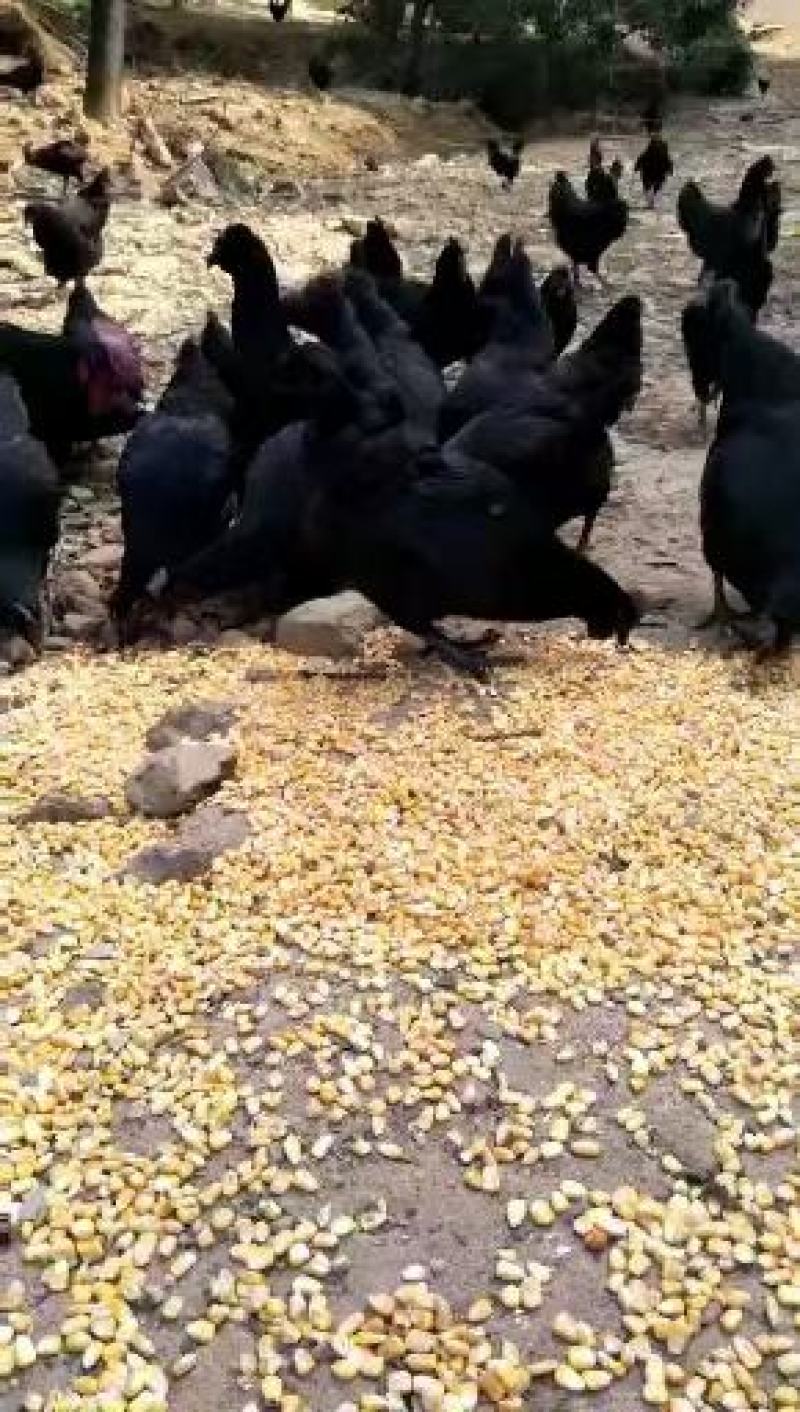 土鸡蛋，緑壳蛋000000000000000
