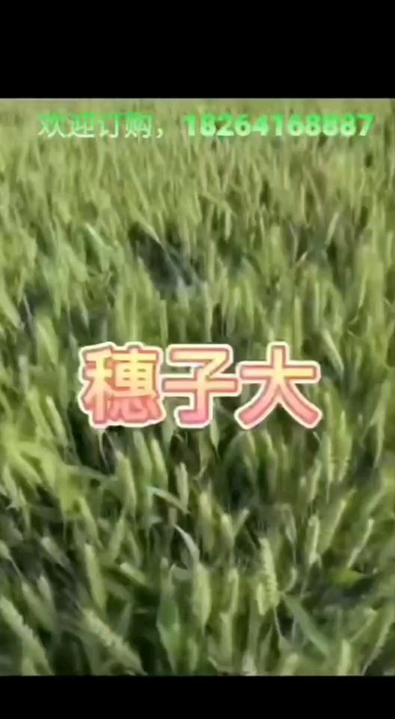山农28，到货，欢迎新老客户咨询订购