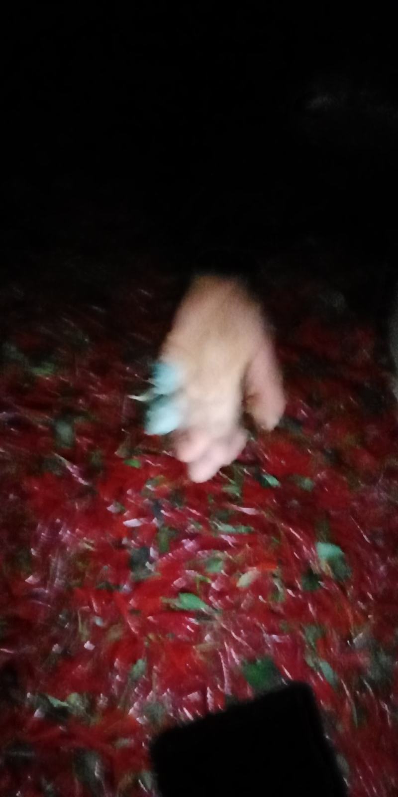 贵州艳红。101号。质量杠杠滴！每天可供应5~10t。