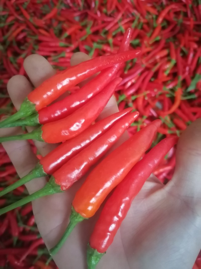 精品艳红，819，市场货，烘干货，加工厂都有