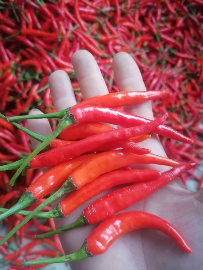 精品艳红，819，市场货，烘干货，加工厂都有