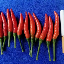 精品艳红，819，市场货，烘干货，加工厂都有