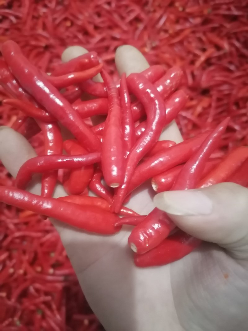 精品艳红，819，市场货，烘干货，加工厂都有
